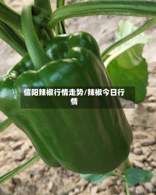 信阳辣椒行情走势/辣椒今日行情