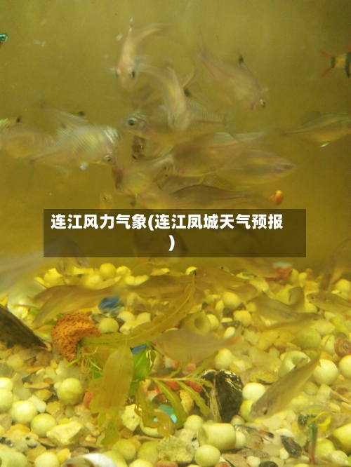 连江风力气象(连江凤城天气预报)