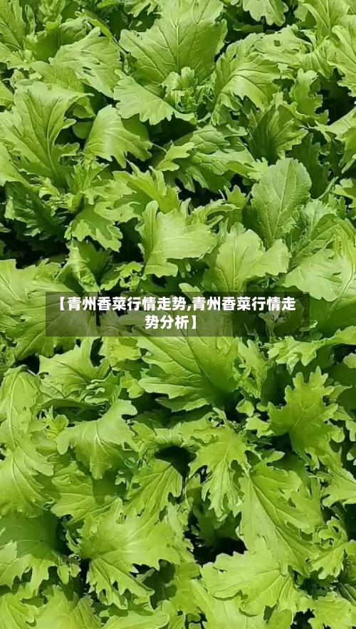 【青州香菜行情走势,青州香菜行情走势分析】-第3张图片