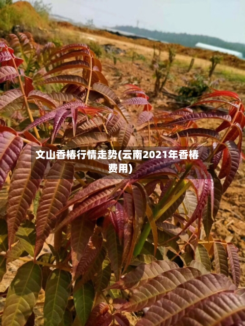 文山香椿行情走势(云南2021年香椿费用)-第2张图片