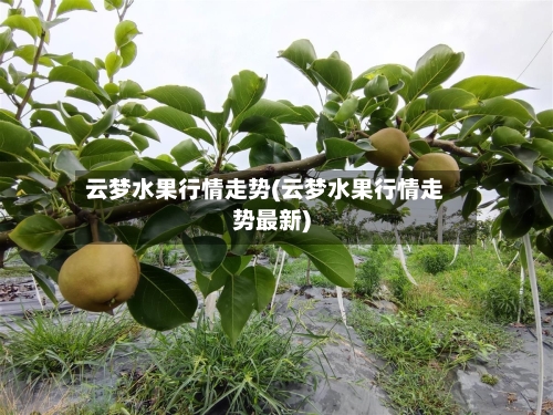 云梦水果行情走势(云梦水果行情走势最新)