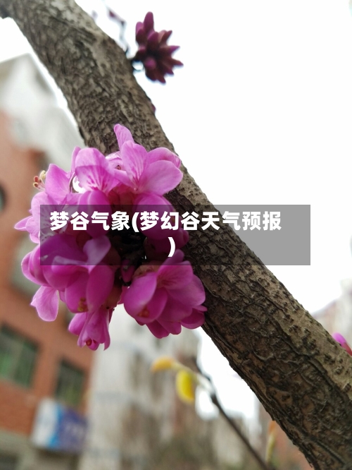 梦谷气象(梦幻谷天气预报)-第2张图片