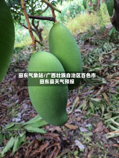田东气象站/广西壮族自治区百色市田东县天气预报