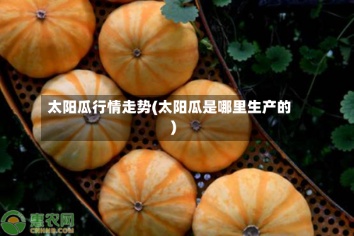 太阳瓜行情走势(太阳瓜是哪里生产的)-第1张图片