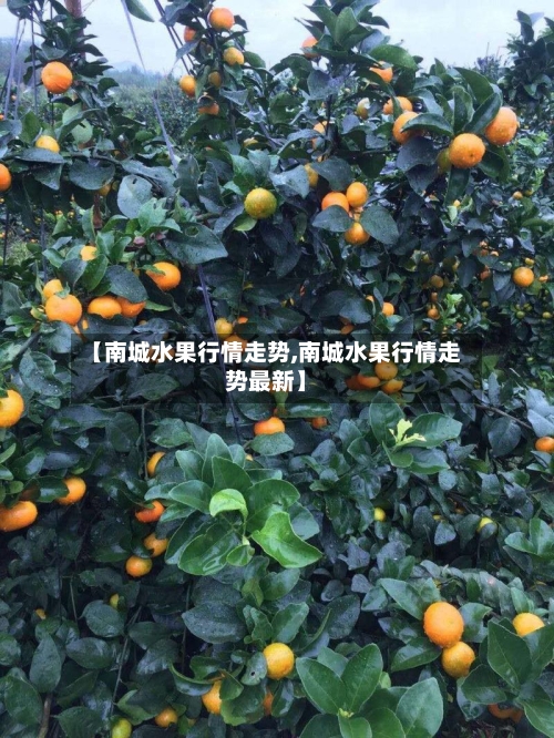 【南城水果行情走势,南城水果行情走势最新】-第1张图片