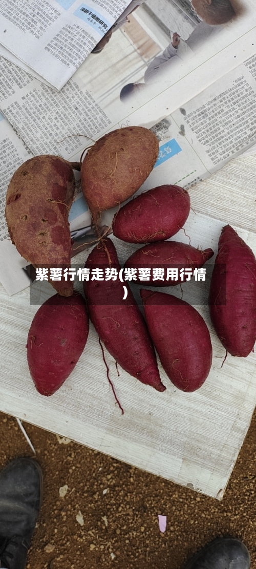 紫薯行情走势(紫薯费用行情)
