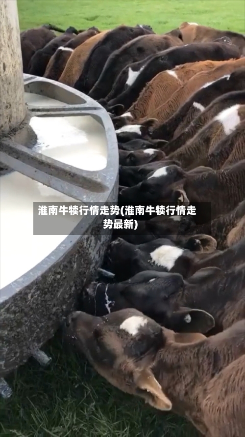 淮南牛犊行情走势(淮南牛犊行情走势最新)