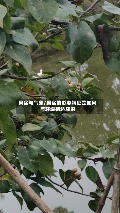 果实与气象/果实的形态特征是如何与环境相适应的-第2张图片