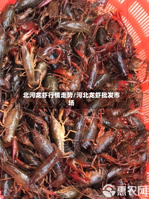 北河龙虾行情走势/河北龙虾批发市场-第2张图片