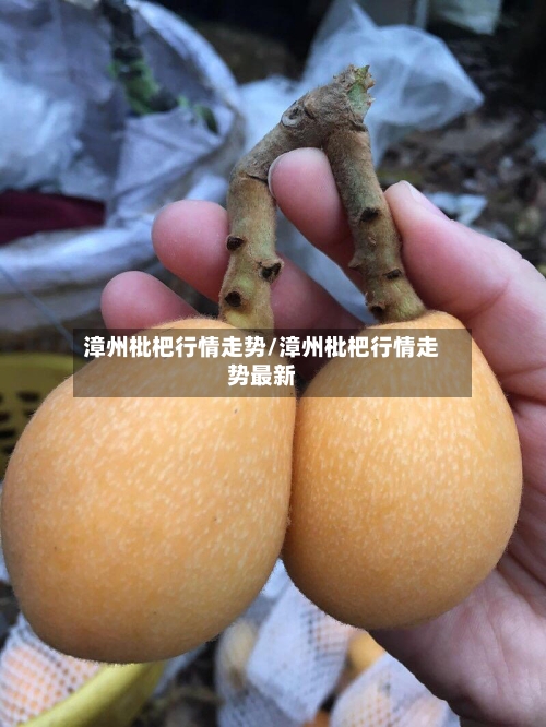 漳州枇杷行情走势/漳州枇杷行情走势最新-第1张图片