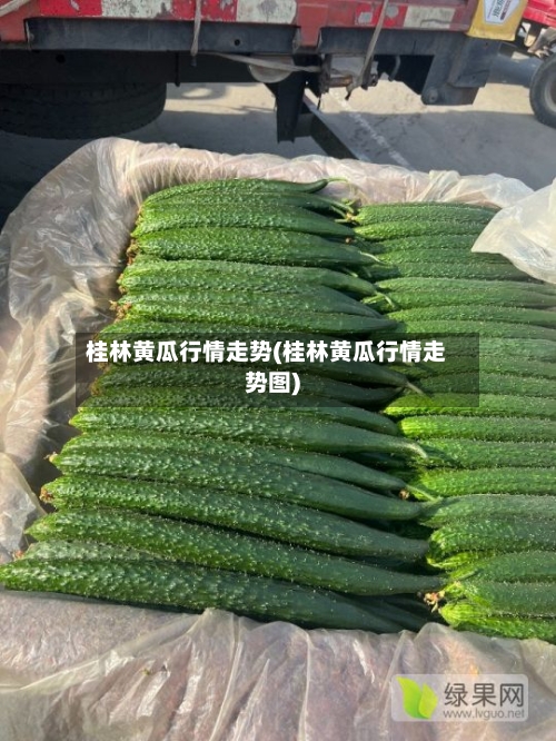 桂林黄瓜行情走势(桂林黄瓜行情走势图)-第1张图片