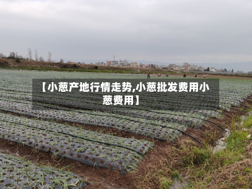 【小葱产地行情走势,小葱批发费用小葱费用】-第3张图片
