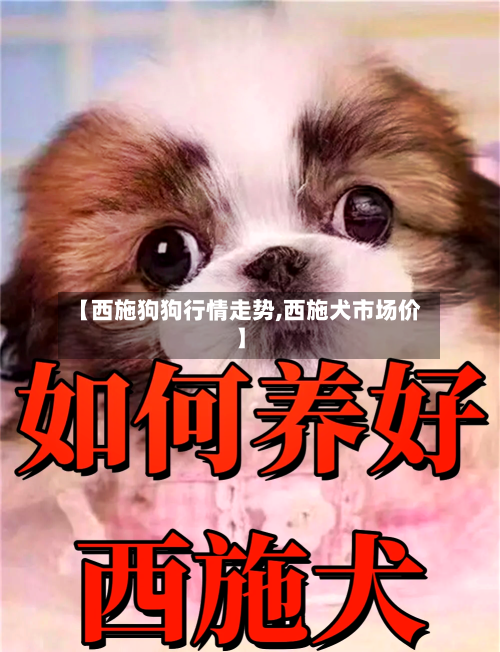 【西施狗狗行情走势,西施犬市场价】-第3张图片
