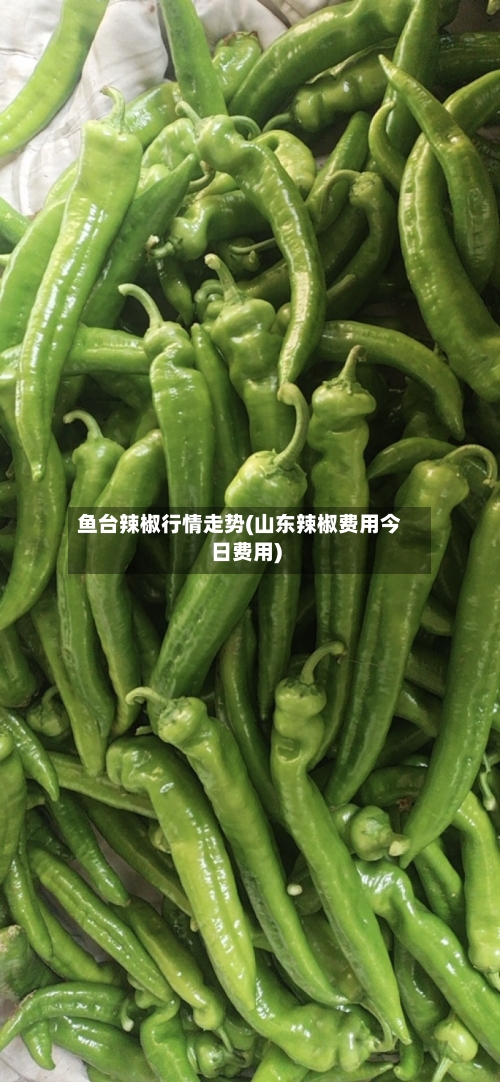 鱼台辣椒行情走势(山东辣椒费用今日费用)