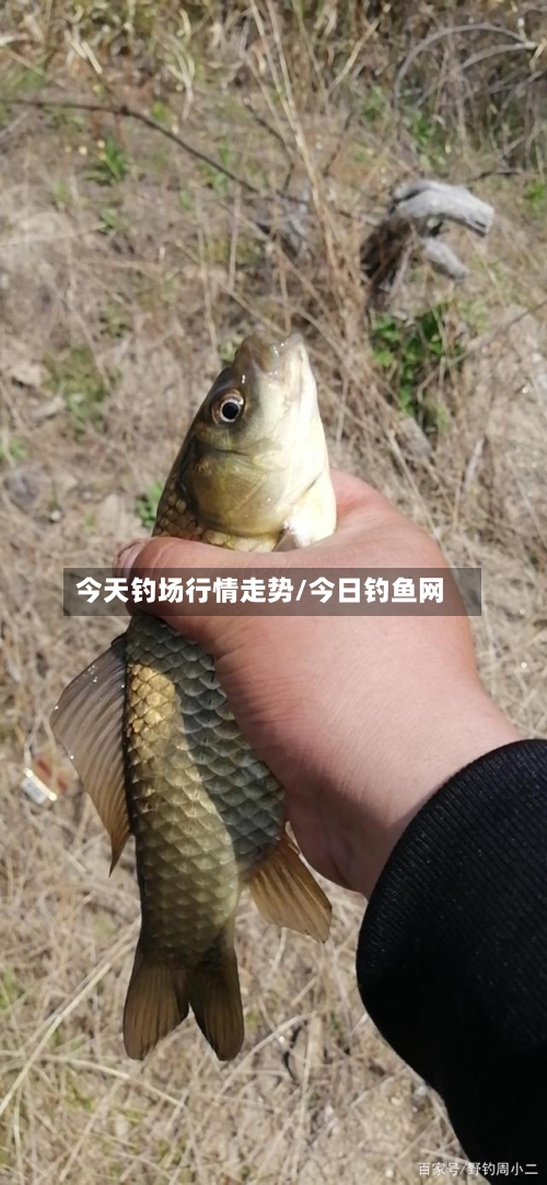 今天钓场行情走势/今日钓鱼网