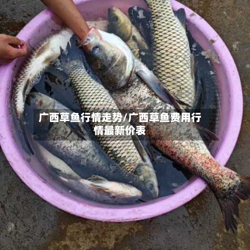 广西草鱼行情走势/广西草鱼费用行情最新价表