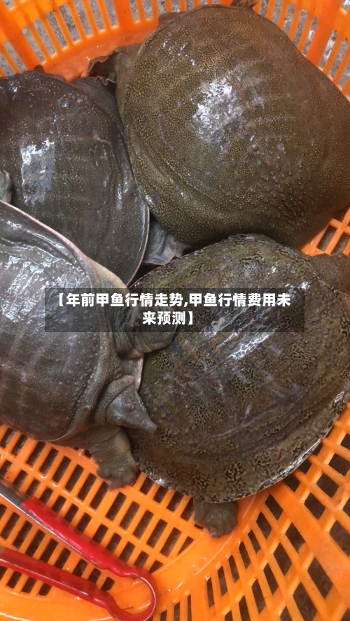 【年前甲鱼行情走势,甲鱼行情费用未来预测】-第2张图片