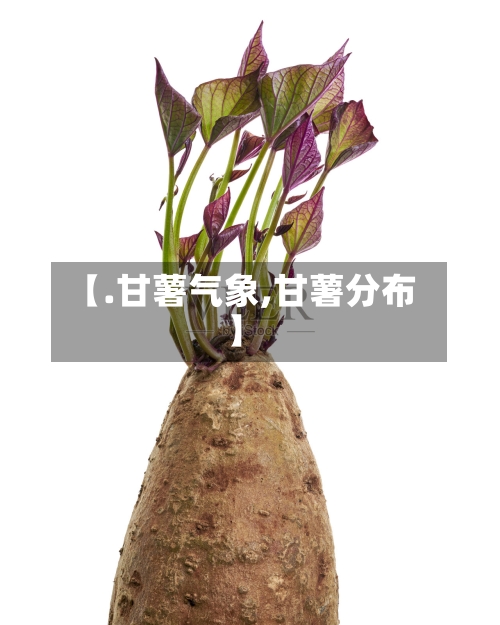 【.甘薯气象,甘薯分布】-第2张图片