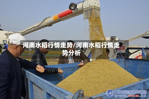 河南水稻行情走势/河南水稻行情走势分析