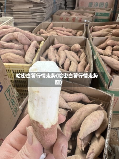 哈密白薯行情走势(哈密白薯行情走势图)-第2张图片