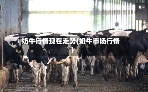 奶牛行情现在走势(奶牛市场行情)
