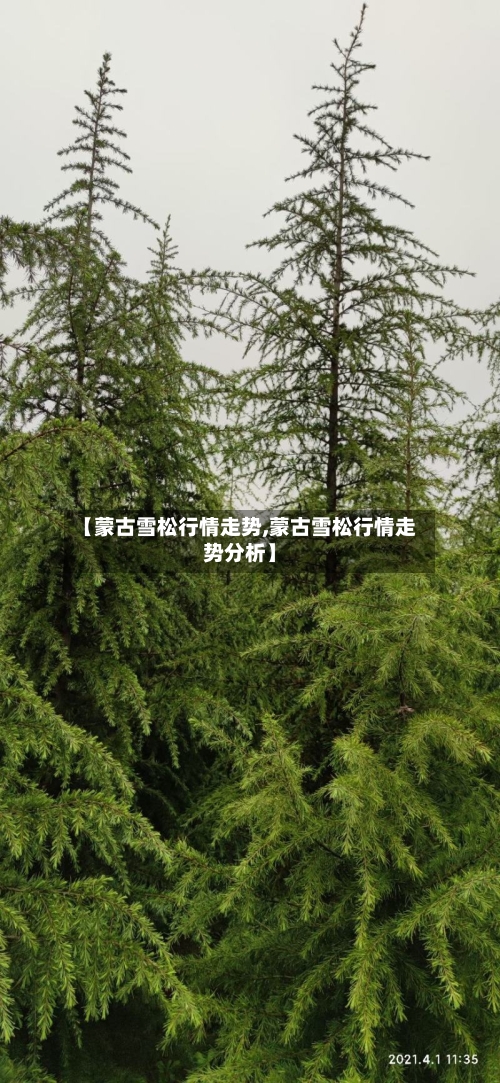 【蒙古雪松行情走势,蒙古雪松行情走势分析】-第2张图片