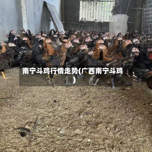 南宁斗鸡行情走势(广西南宁斗鸡)