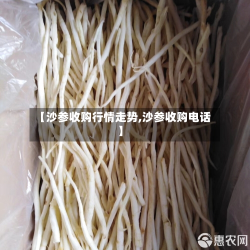 【沙参收购行情走势,沙参收购电话】