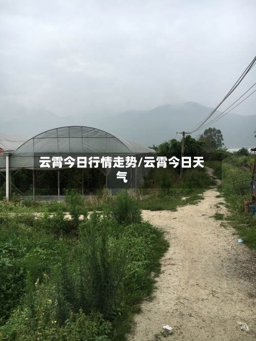 云霄今日行情走势/云霄今日天气-第3张图片