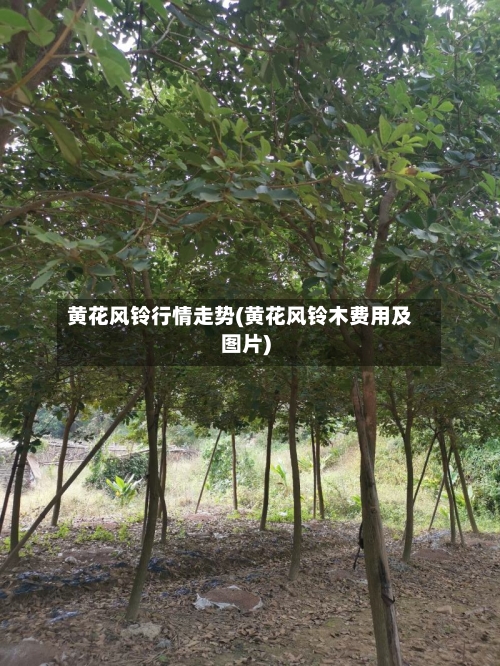 黄花风铃行情走势(黄花风铃木费用及图片)-第2张图片