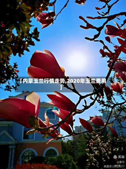 【内蒙玉兰行情走势,2020年玉兰费用】