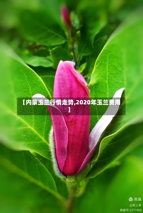 【内蒙玉兰行情走势,2020年玉兰费用】-第3张图片