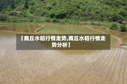 【商丘水稻行情走势,商丘水稻行情走势分析】-第2张图片