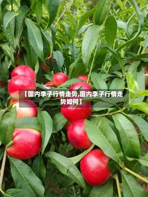 【国内李子行情走势,国内李子行情走势如何】-第2张图片