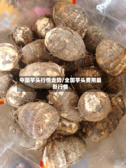 中国芋头行情走势/全国芋头费用最新行情