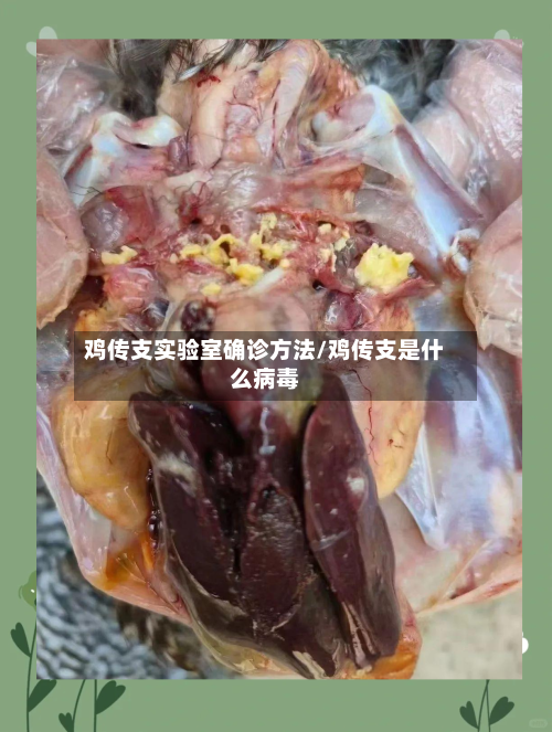 鸡传支实验室确诊方法/鸡传支是什么病毒