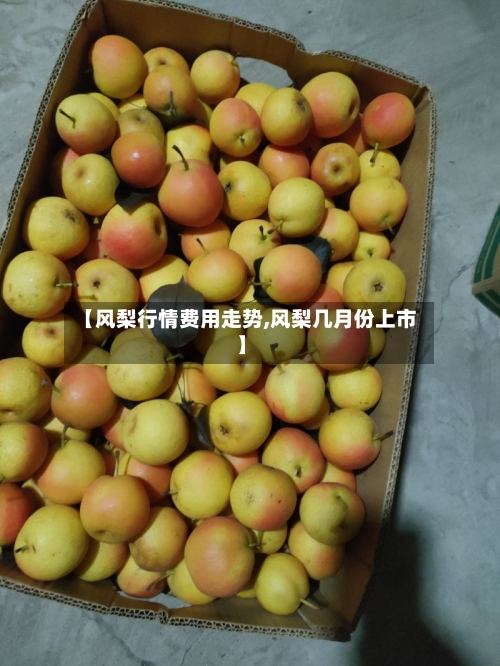 【风梨行情费用走势,风梨几月份上市】