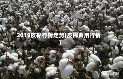 2019皮棉行情走势(皮棉费用行情)-第2张图片