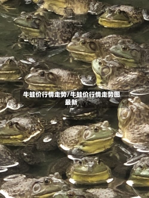 牛蛙价行情走势/牛蛙价行情走势图最新-第3张图片