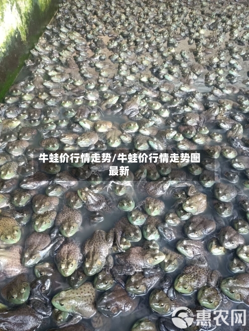 牛蛙价行情走势/牛蛙价行情走势图最新
