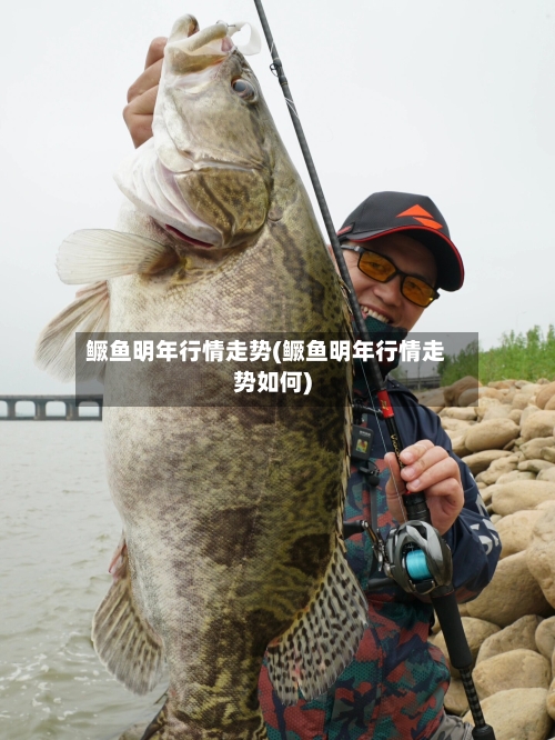 鳜鱼明年行情走势(鳜鱼明年行情走势如何)-第2张图片