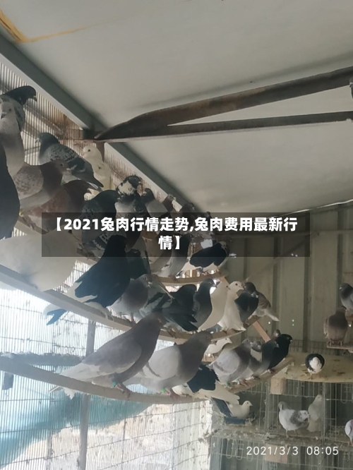 【2021兔肉行情走势,兔肉费用最新行情】-第3张图片