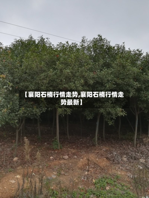 【襄阳石楠行情走势,襄阳石楠行情走势最新】-第2张图片