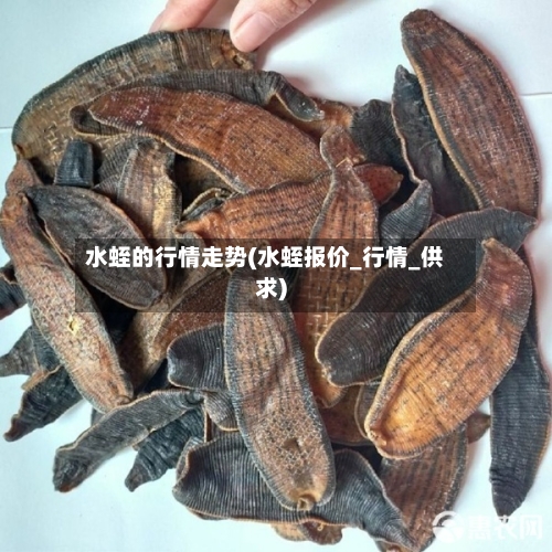 水蛭的行情走势(水蛭报价_行情_供求)-第3张图片