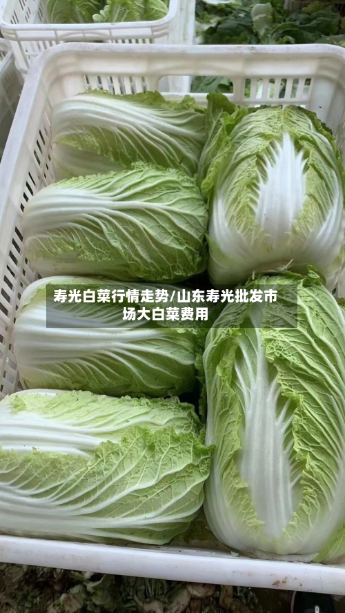 寿光白菜行情走势/山东寿光批发市场大白菜费用-第2张图片