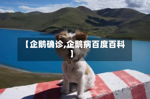 【企鹅确诊,企鹅病百度百科】-第2张图片