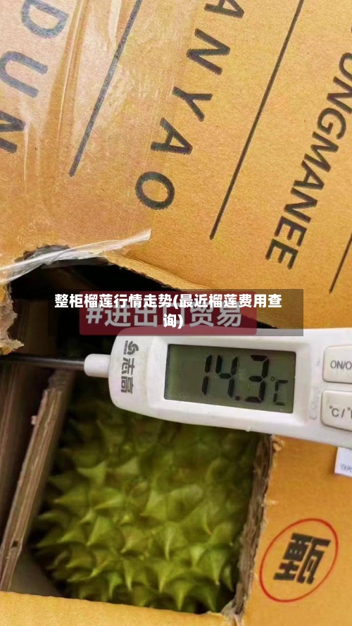 整柜榴莲行情走势(最近榴莲费用查询)-第2张图片