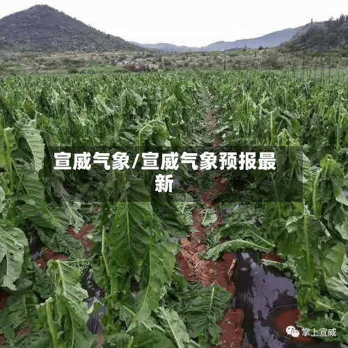 宣威气象/宣威气象预报最新