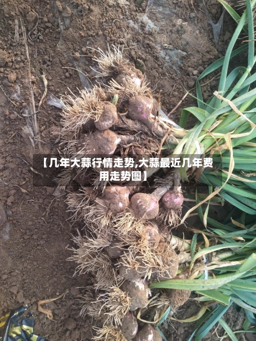 【几年大蒜行情走势,大蒜最近几年费用走势图】-第3张图片
