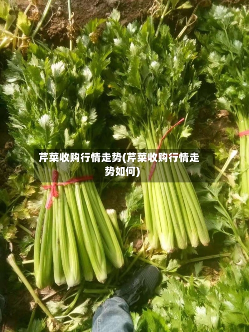 芹菜收购行情走势(芹菜收购行情走势如何)-第2张图片